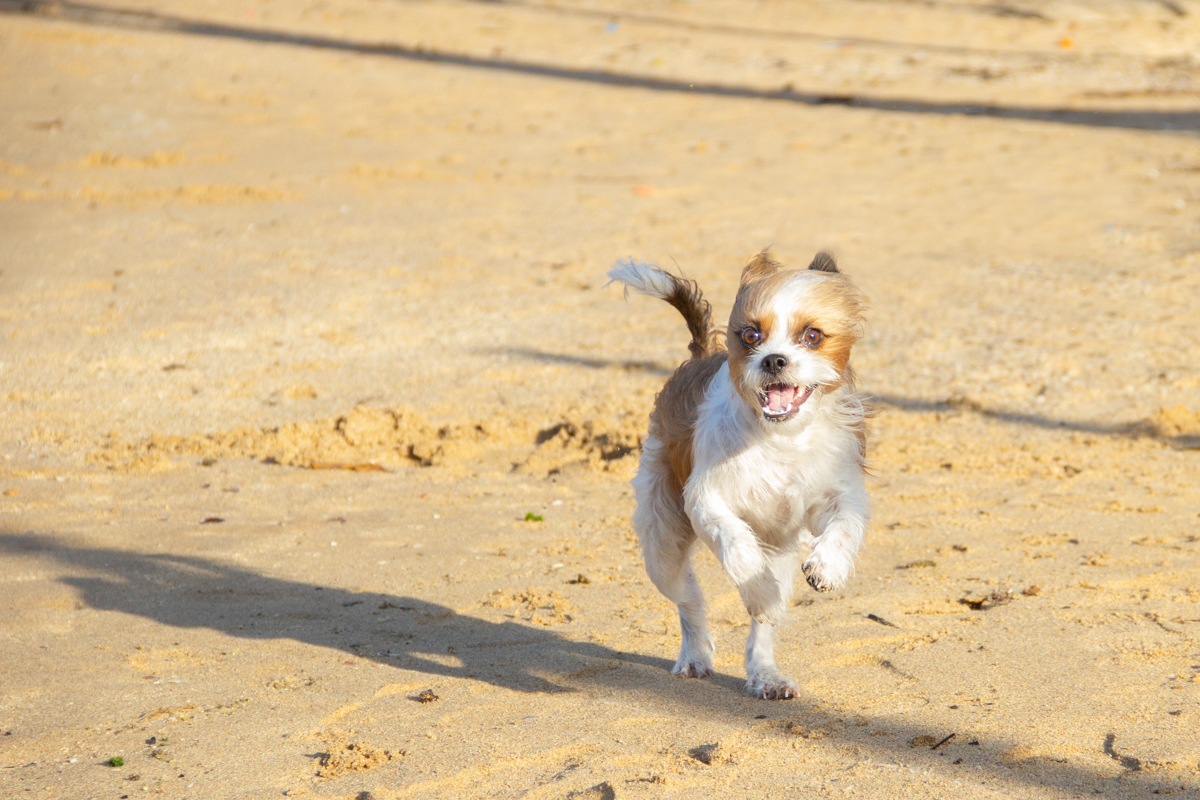 Linguado, correndo feliz na areia da praia