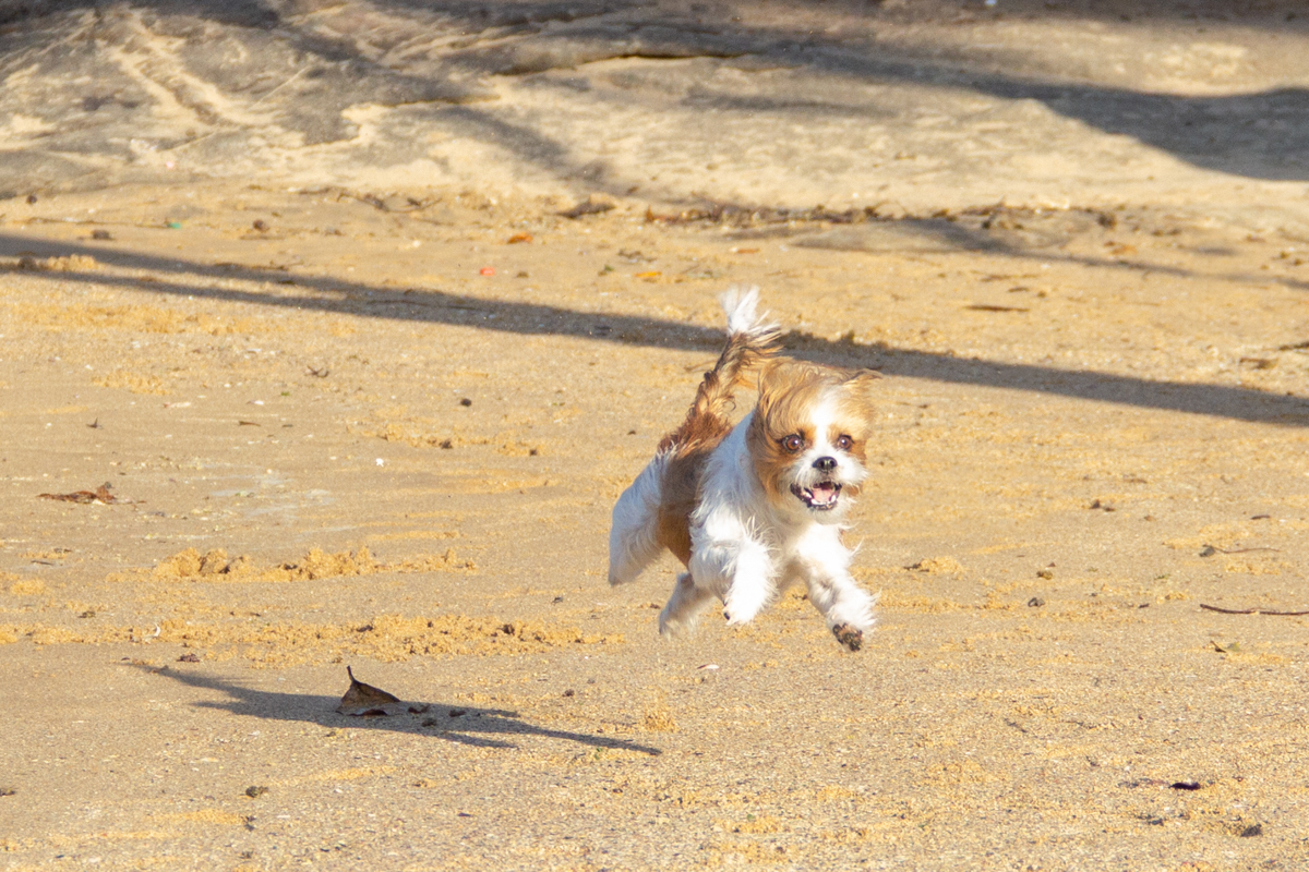 Linguado, saltando feliz na areia da praia