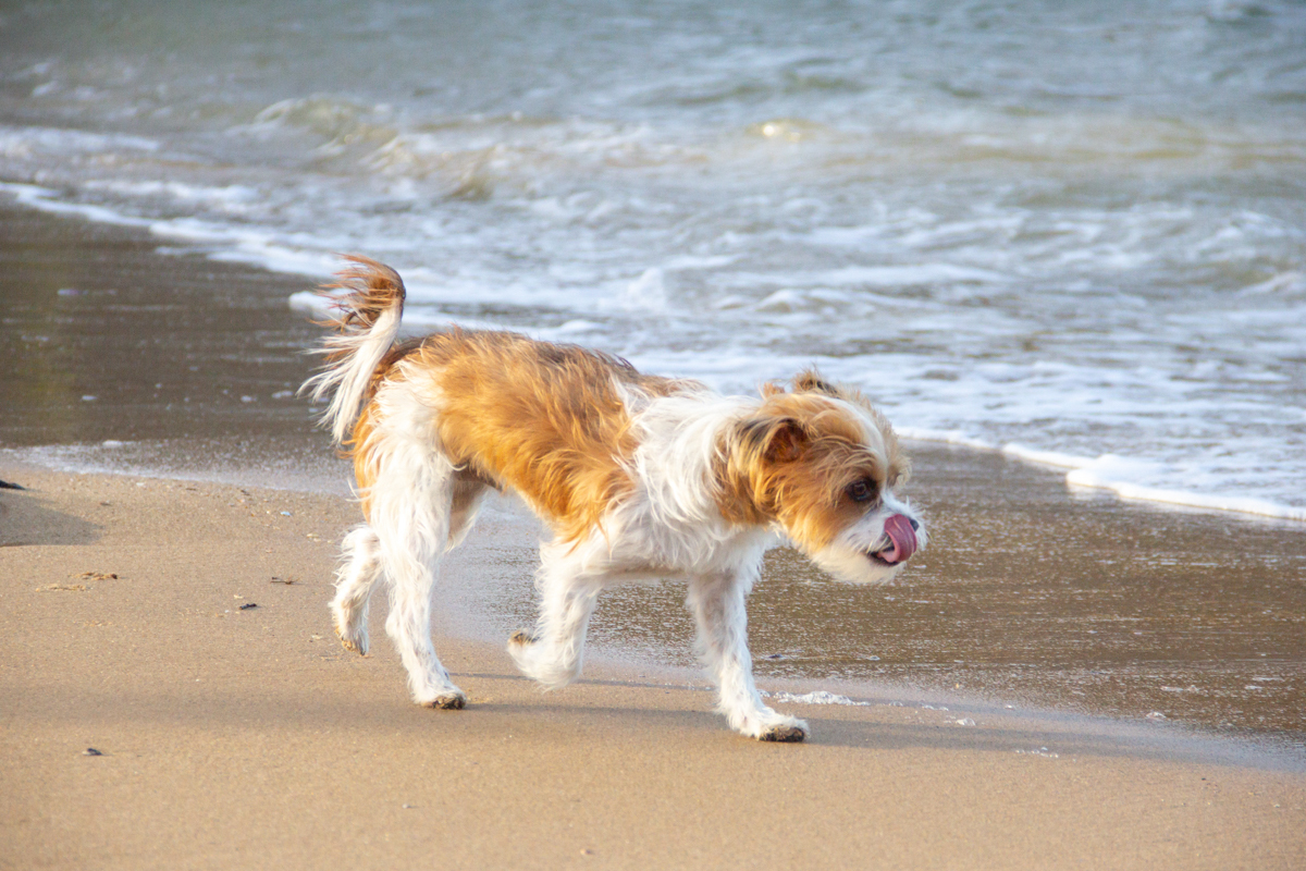 Linguado,  feliz na beira do mar caminhando
