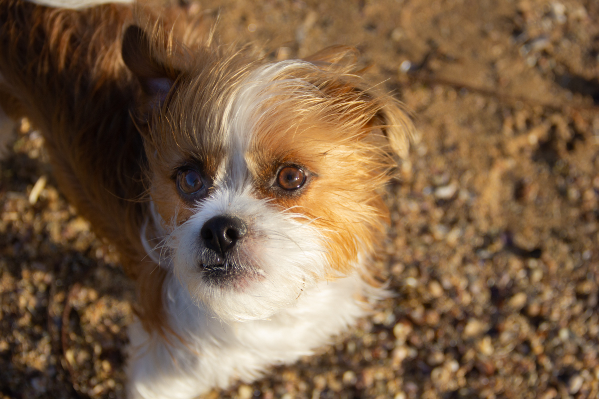 Close de Linguado olhando para câmera 