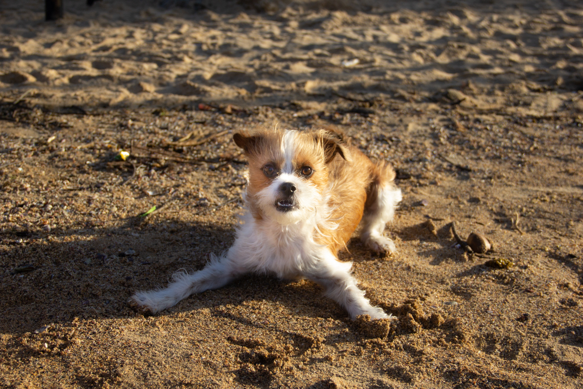 Linguado, brincando na areia