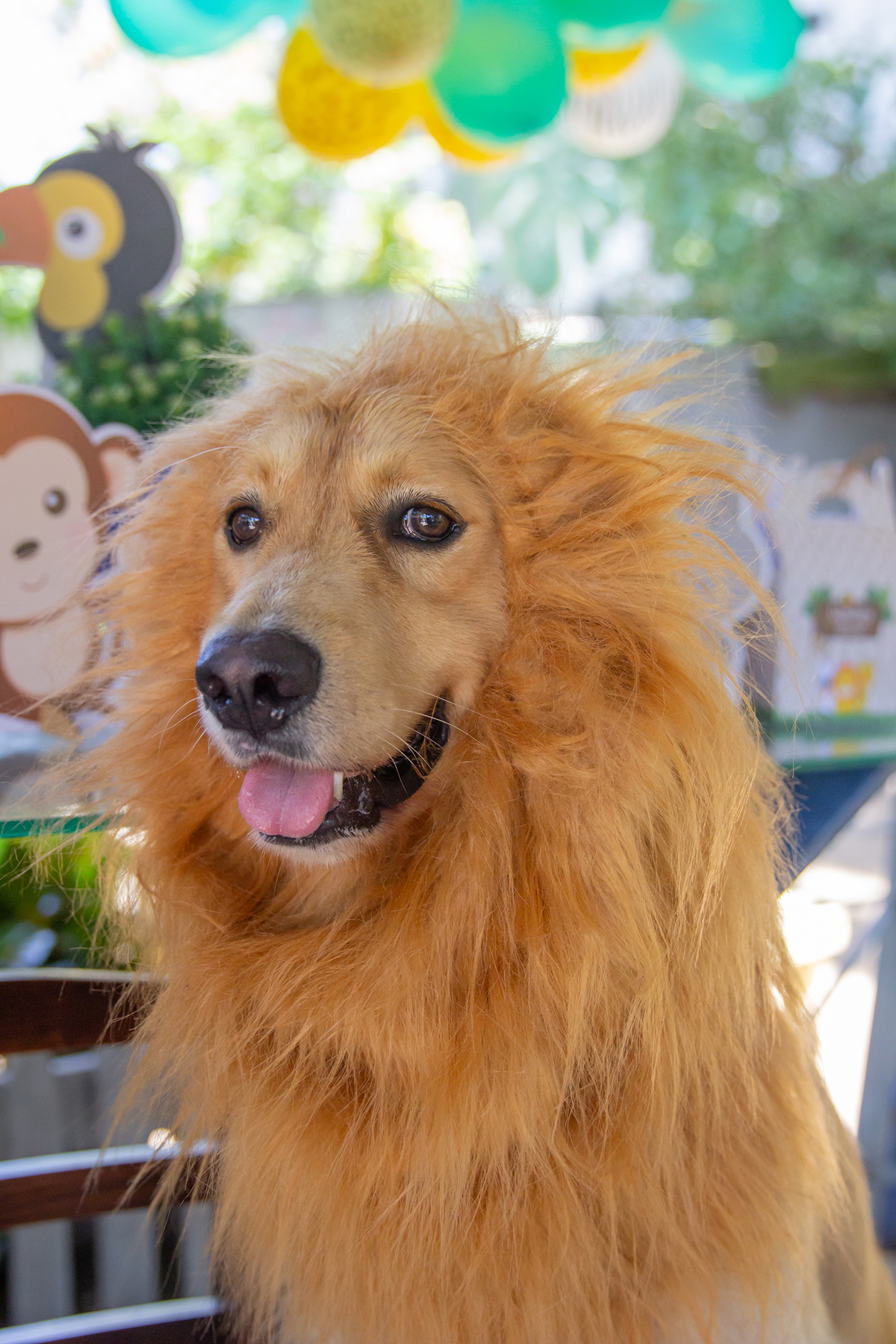 Cão fantasiado de Leão na mesa do bolo