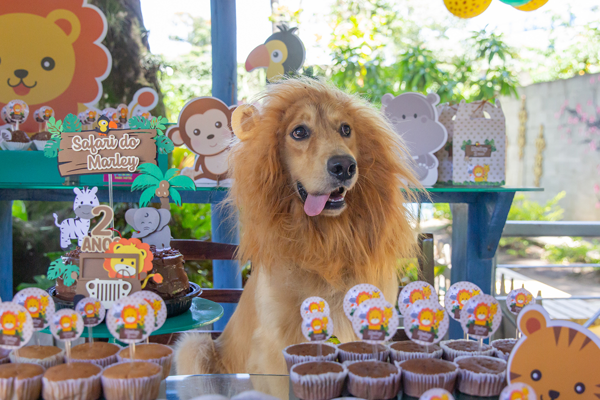 Cão fantasiado de Leão na mesa do bolo
