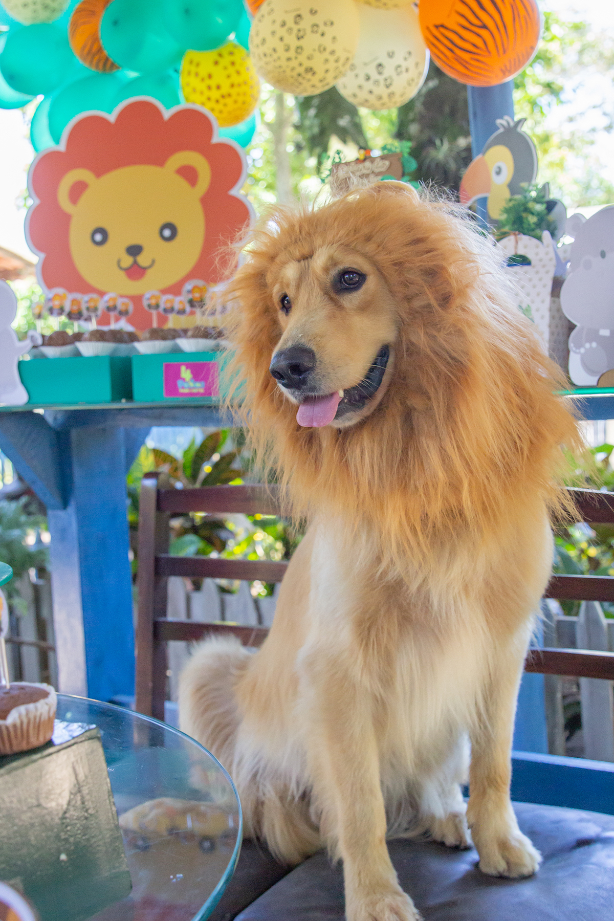 Cão fantasiado de Leão na mesa do bolo