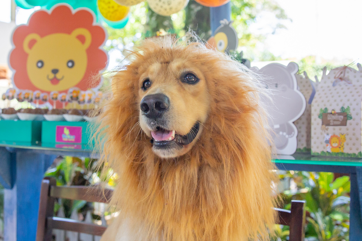 Cão fantasiado de Leão na mesa do bolo