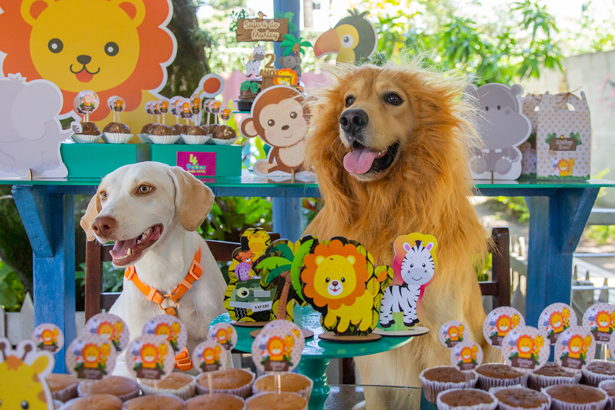 Cão fantasiado de Leão na mesa do bolo, com seu amigo