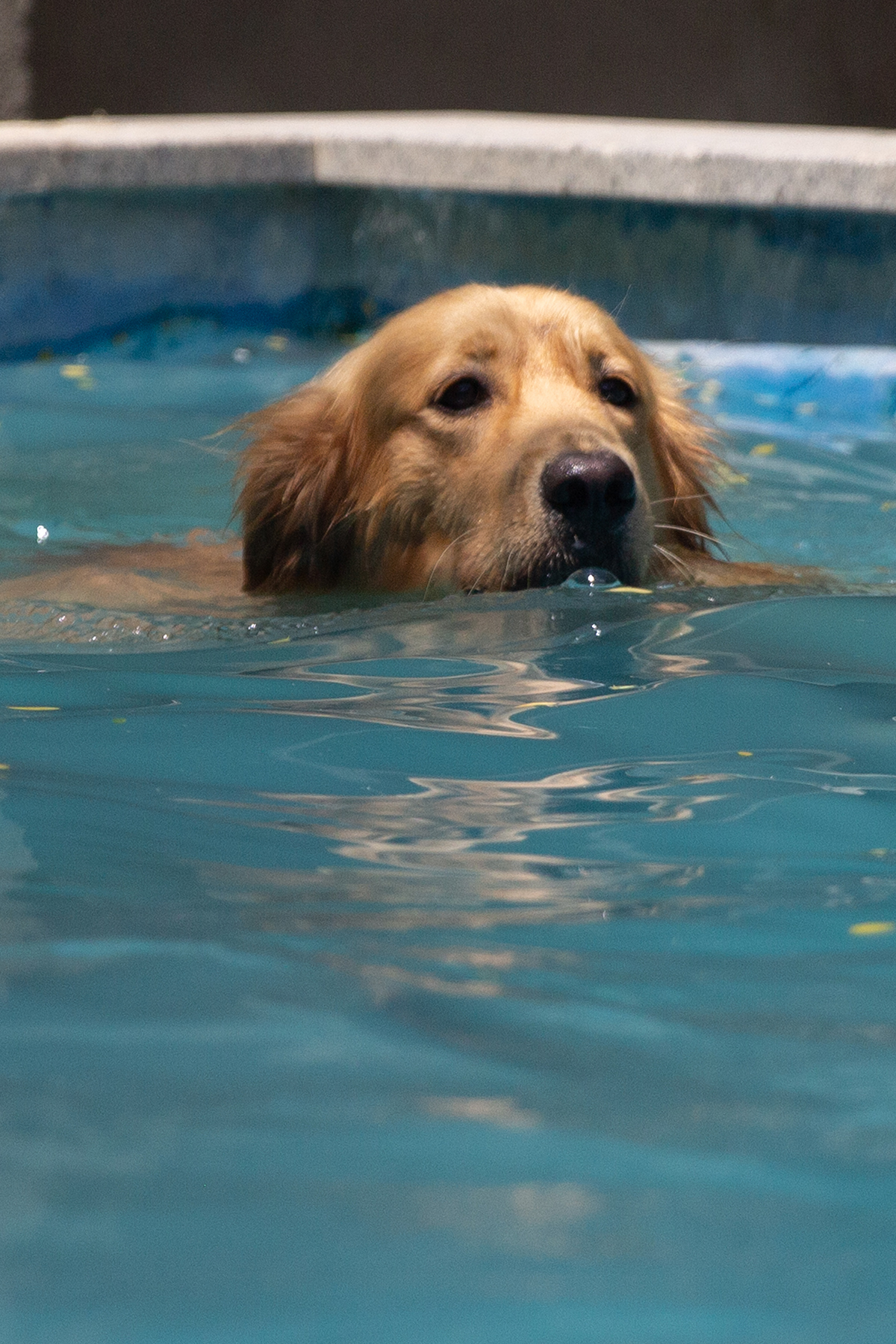 cão se divertindo na piscina