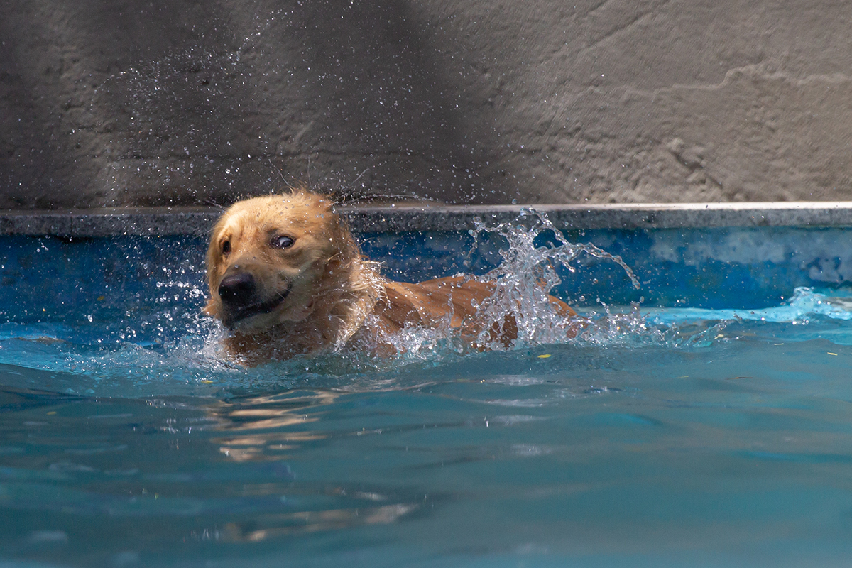 cão se divertindo na piscina