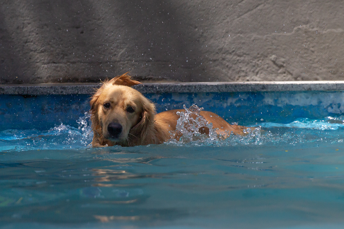cão se divertindo na piscina