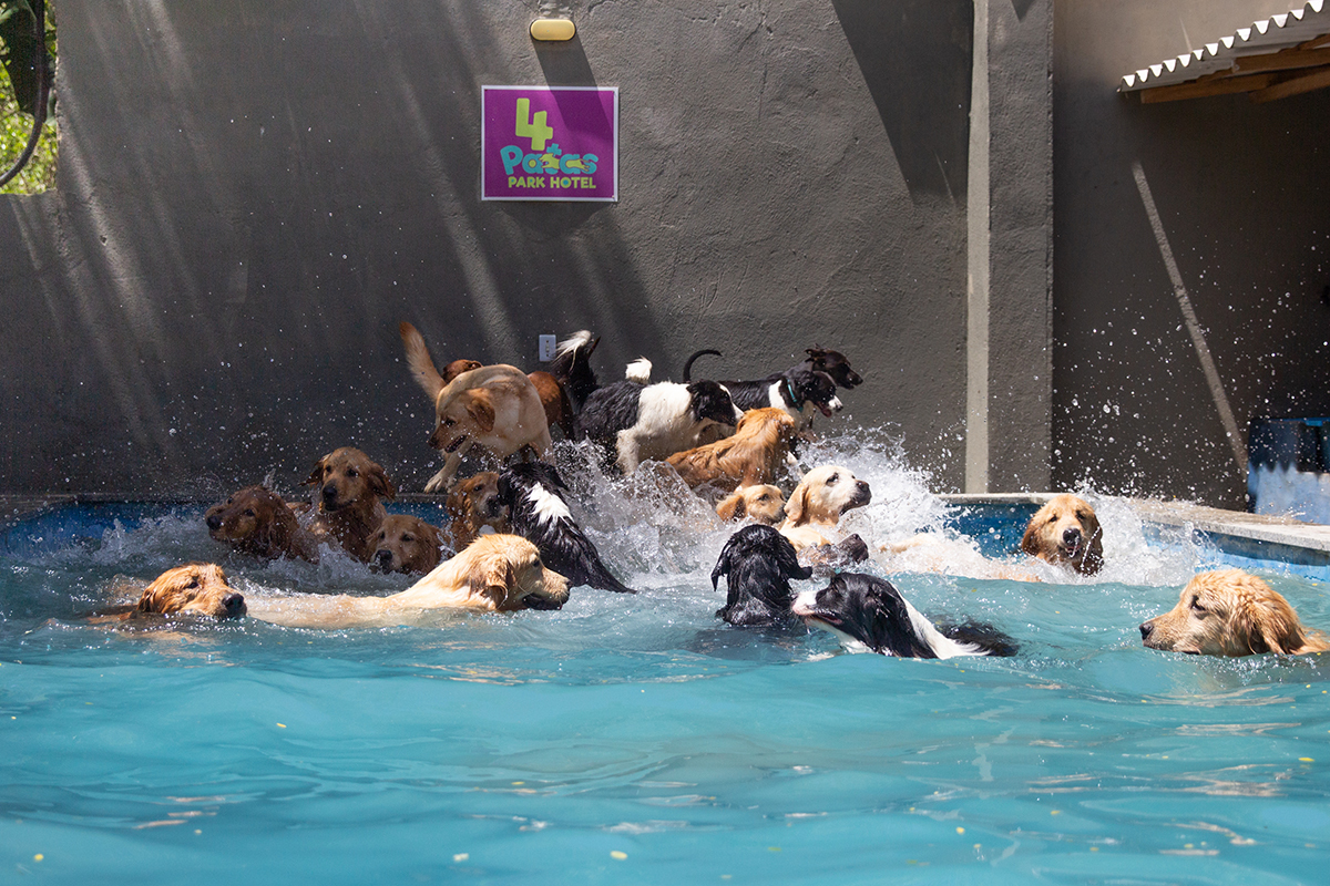 cães se divertindo na piscina