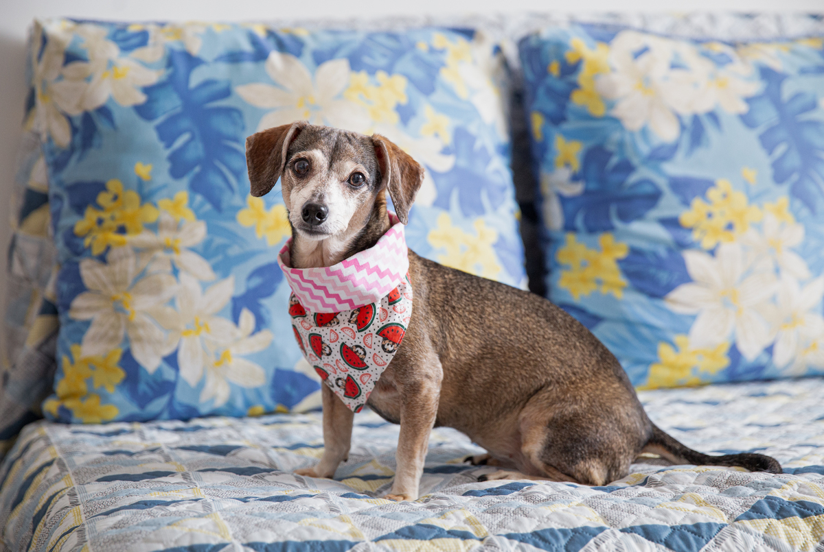 fotografia-pet-familia-cachorro- basset-espirito-santo 