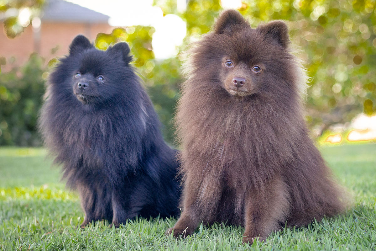 fotografia-pet-cachorro-spitz-praia-espirito-santo 