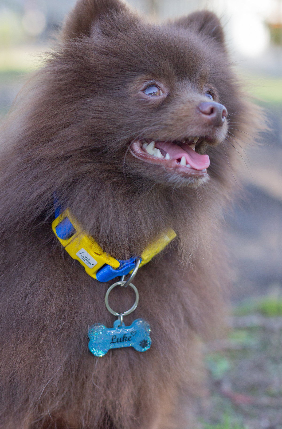 fotografia-pet-cachorro-spitz-praia-espirito-santo 