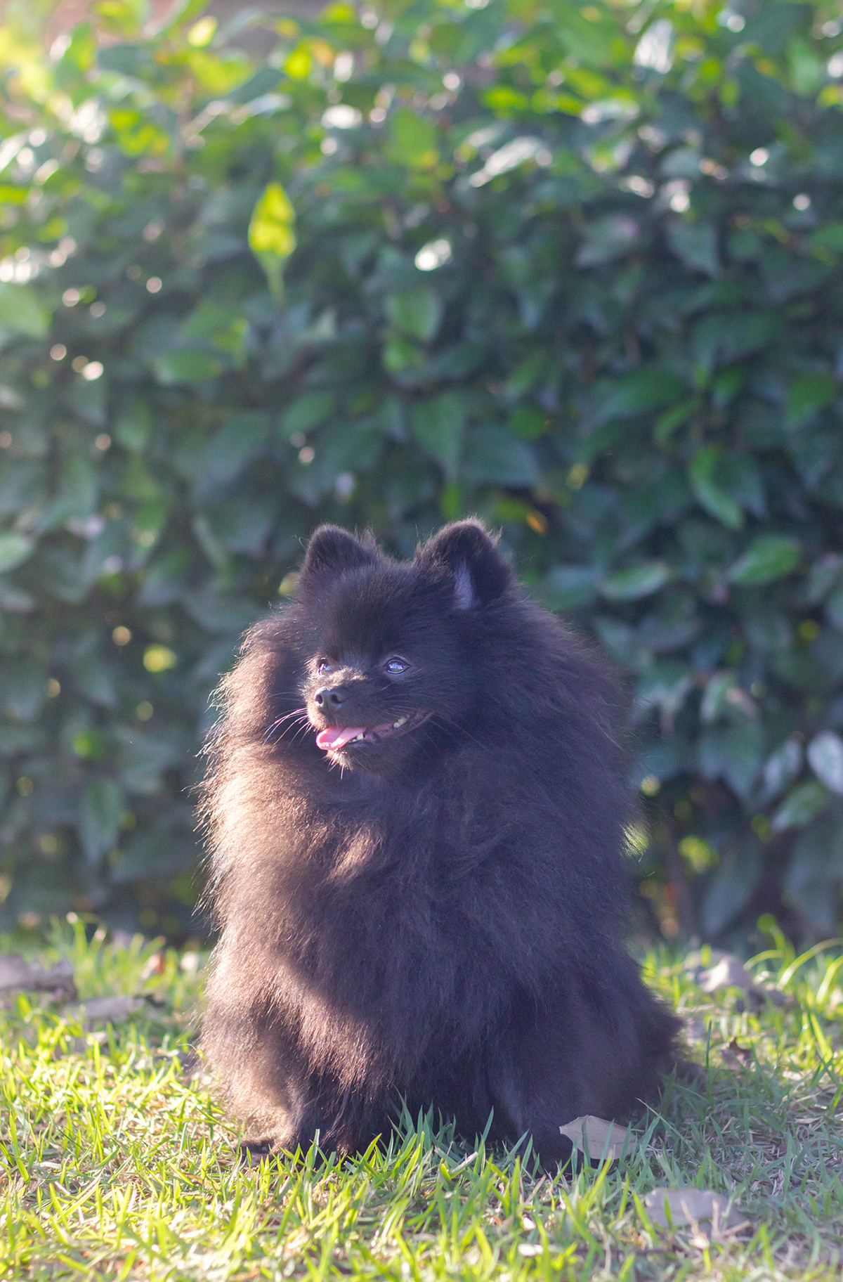 fotografia-pet-cachorro-spitz-praia-espirito-santo 