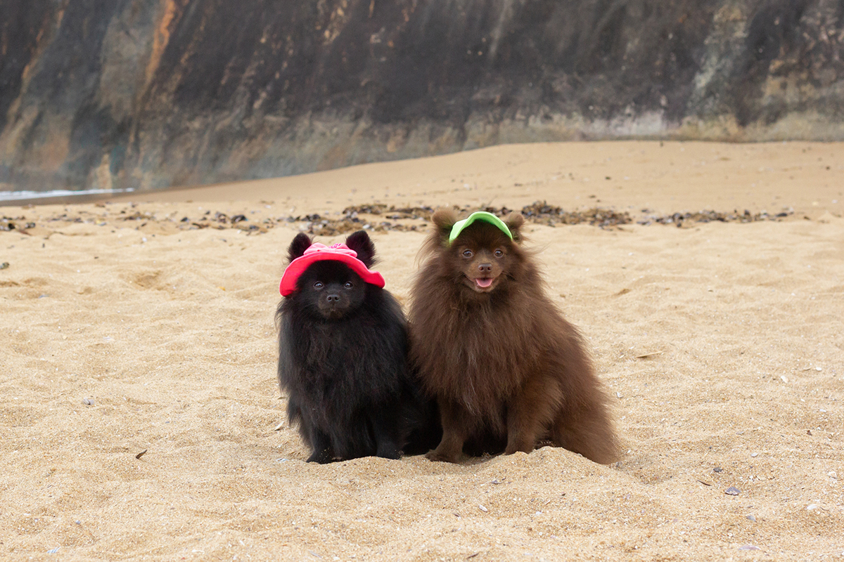 fotografia-pet-cachorro-spitz-praia-espirito-santo 