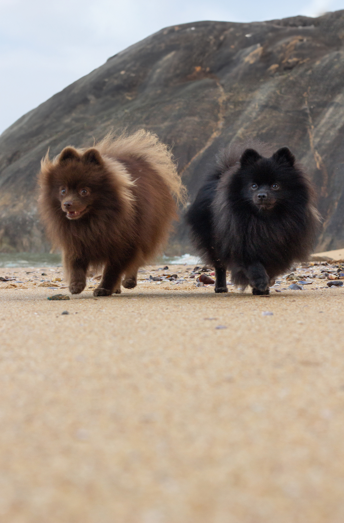 fotografia-pet-cachorro-spitz-praia-espirito-santo 