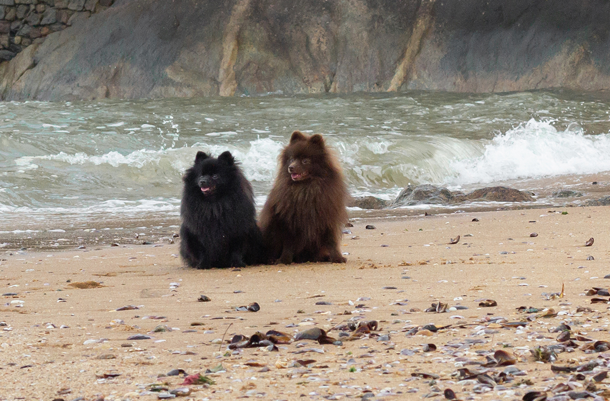 fotografia-pet-cachorro-spitz-praia-espirito-santo 