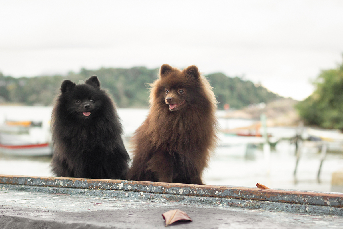 fotografia-pet-cachorro-spitz-praia-espirito-santo 