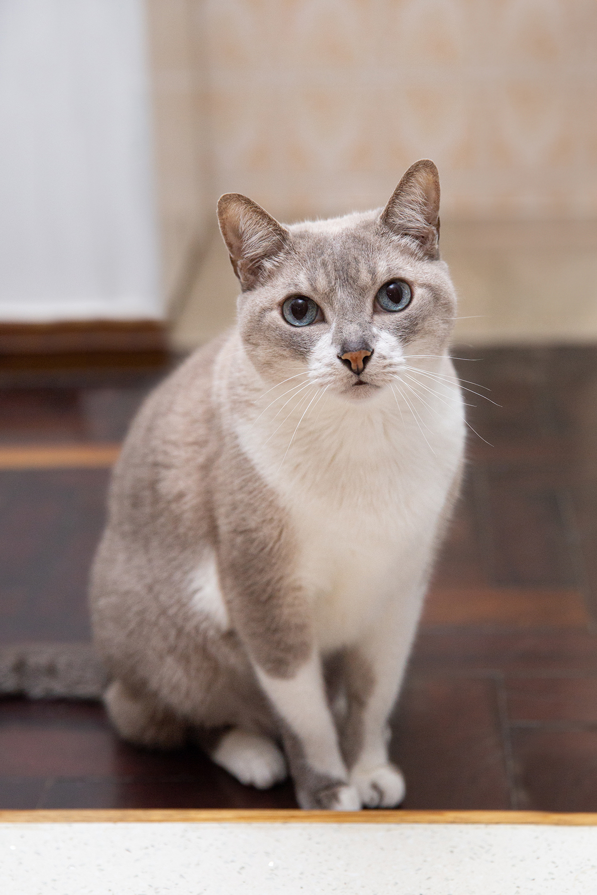 ensaio-fotografico-pet-domicilio-gato-srd-vitoria-espirito-santo