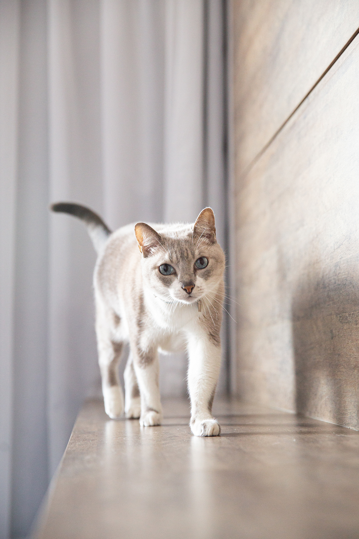 ensaio-fotografico-pet-domicilio-gato-srd-vitoria-espirito-santo