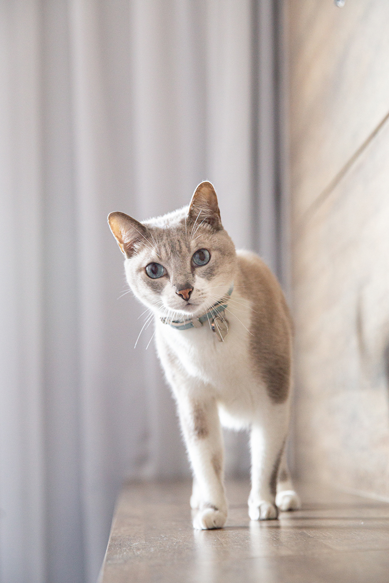 ensaio-fotografico-pet-domicilio-gato-srd-vitoria-espirito-santo