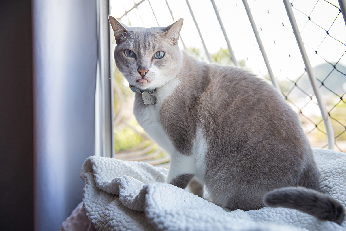 ensaio-fotografico-pet-domicilio-gato-srd-vitoria-espirito-santo