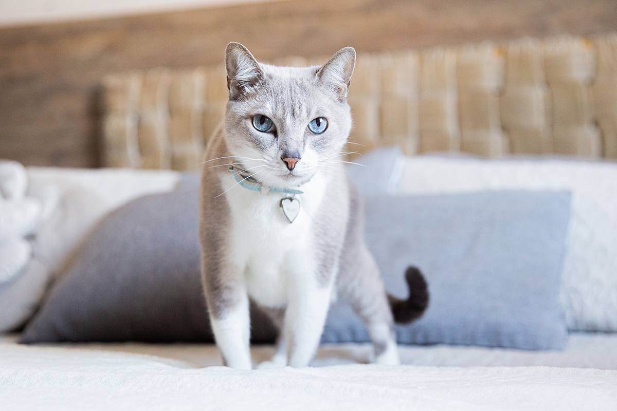 ensaio-fotografico-pet-domicilio-gato-srd-vitoria-espirito-santo