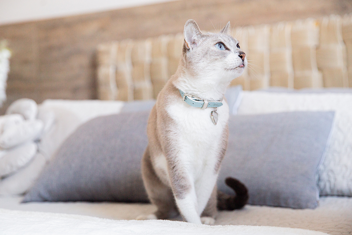 ensaio-fotografico-pet-domicilio-gato-srd-vitoria-espirito-santo