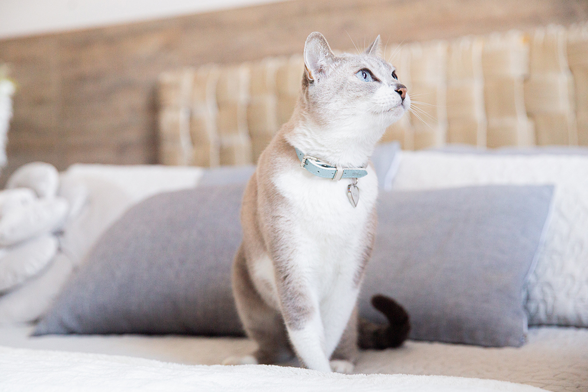 ensaio-fotografico-pet-domicilio-gato-srd-vitoria-espirito-santo