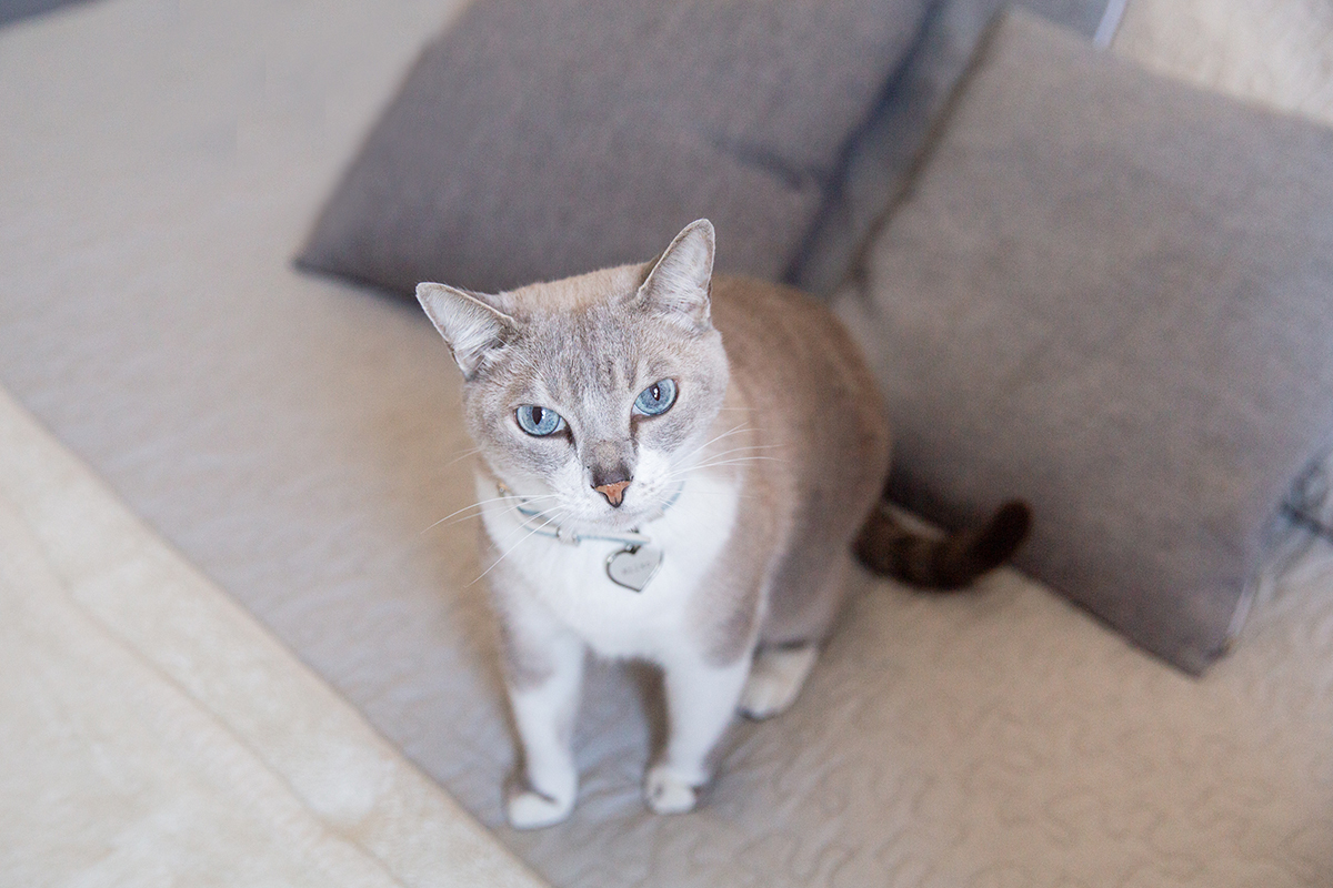 ensaio-fotografico-pet-domicilio-gato-srd-vitoria-espirito-santo