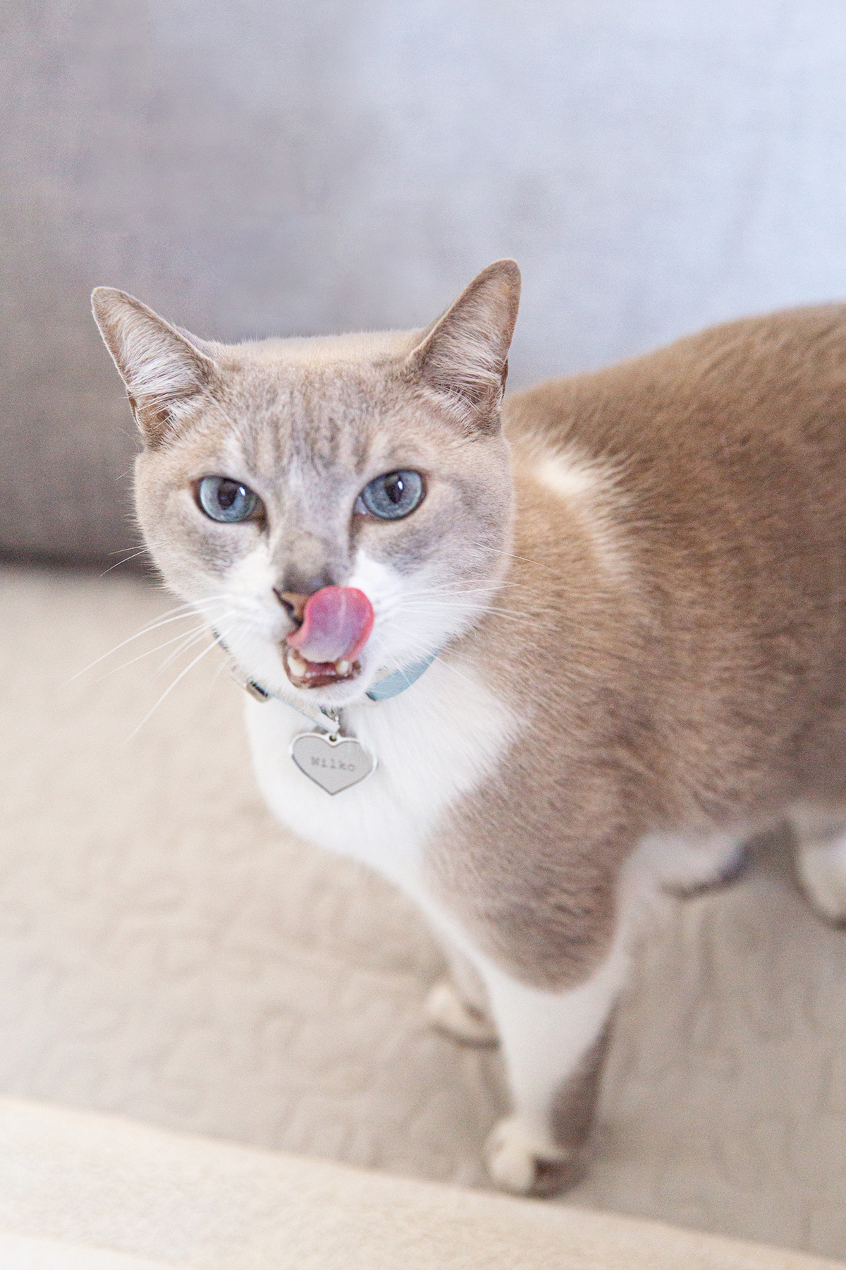 ensaio-fotografico-pet-domicilio-gato-srd-vitoria-espirito-santo