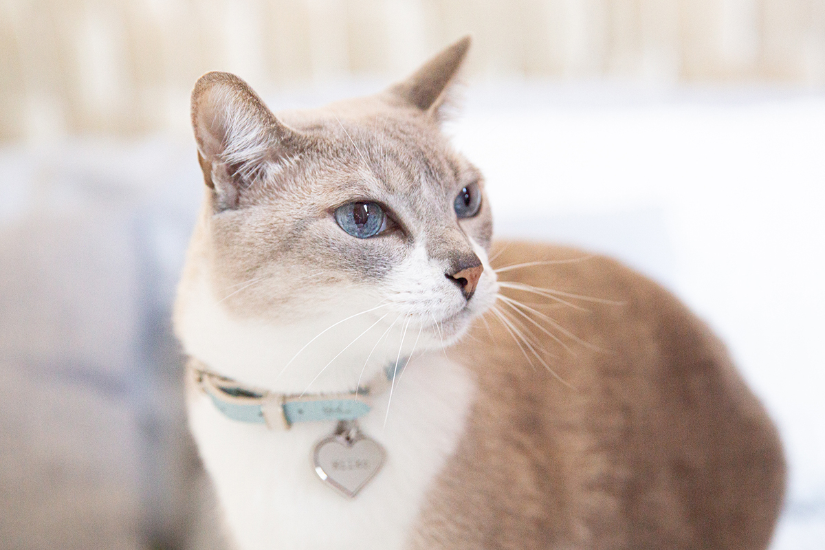 ensaio-fotografico-pet-domicilio-gato-srd-vitoria-espirito-santo