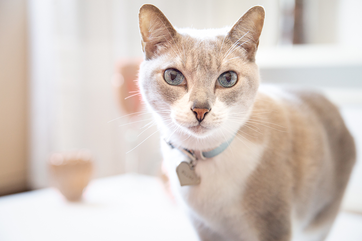 ensaio-fotografico-pet-domicilio-gato-srd-vitoria-espirito-santo