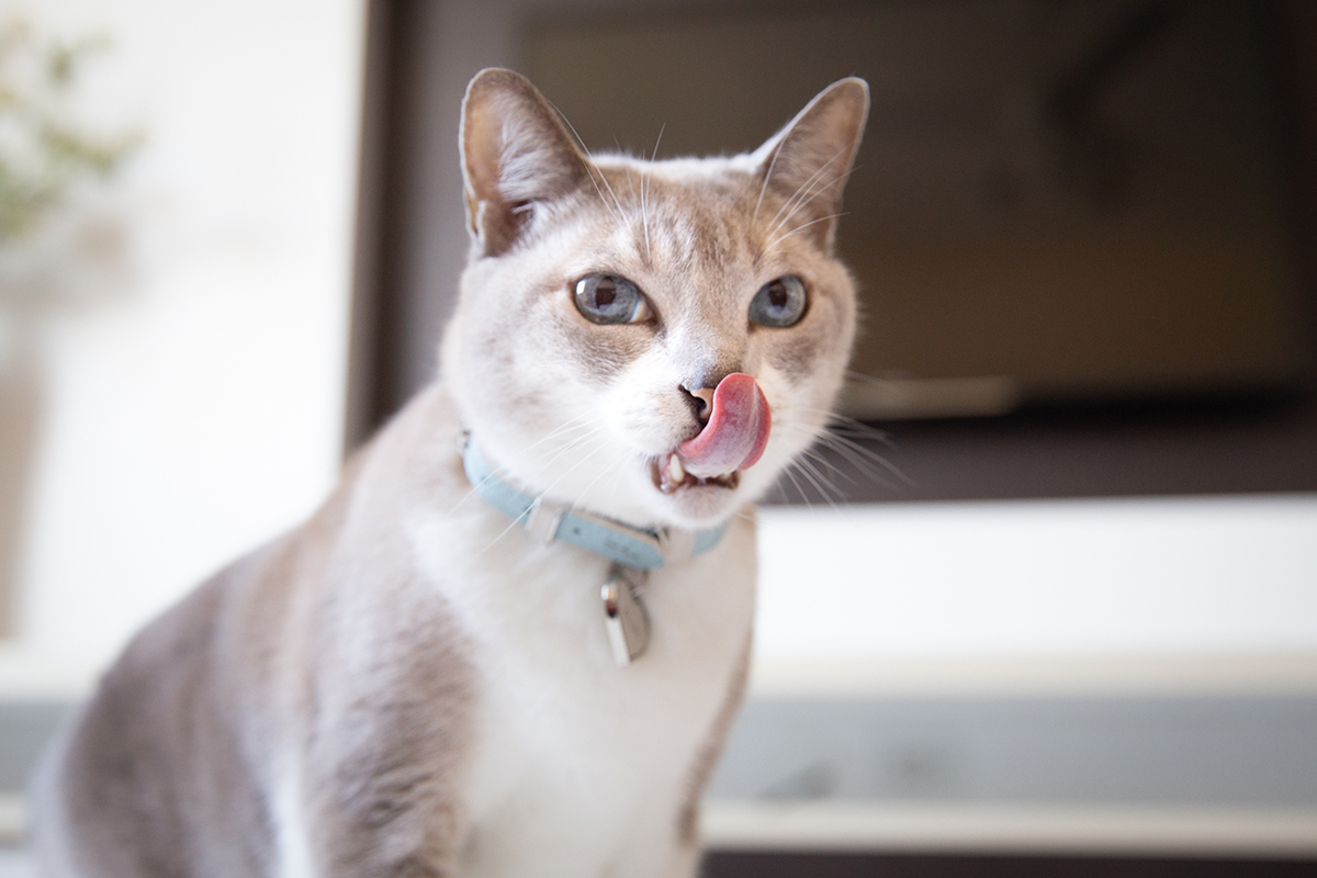 ensaio-fotografico-pet-domicilio-gato-srd-vitoria-espirito-santo