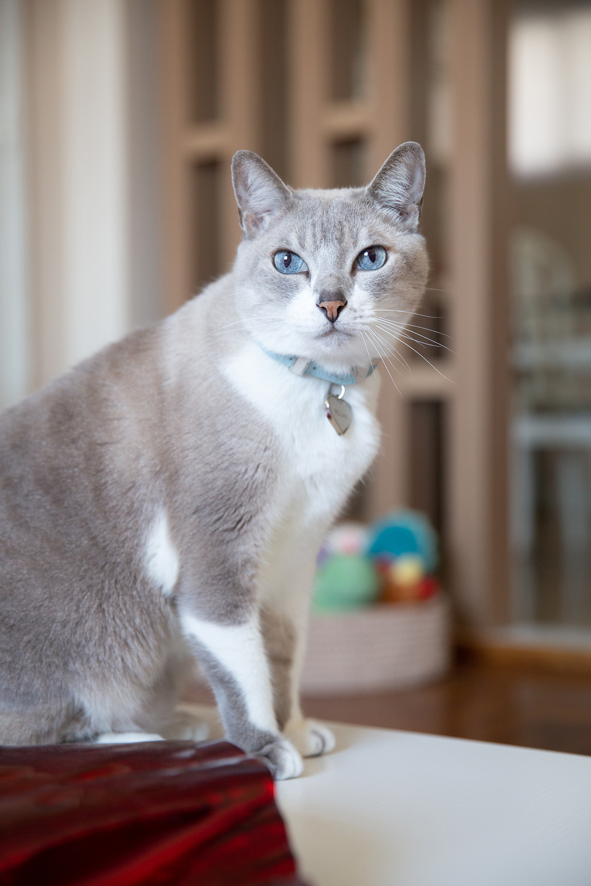 ensaio-fotografico-pet-domicilio-gato-srd-vitoria-espirito-santo