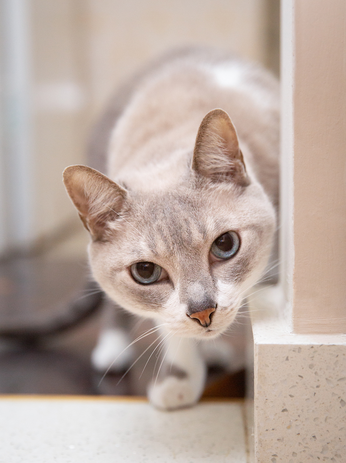 ensaio-fotografico-pet-domicilio-gato-srd-vitoria-espirito-santo