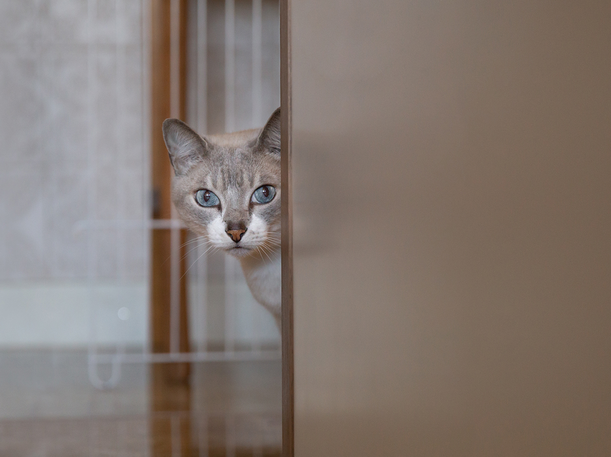 ensaio-fotografico-pet-domicilio-gato-srd-vitoria-espirito-santo