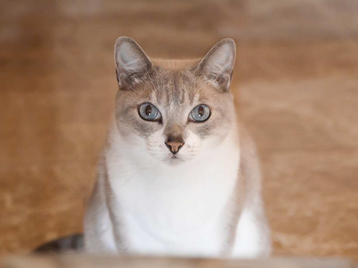 ensaio-fotografico-pet-domicilio-gato-srd-vitoria-espirito-santo