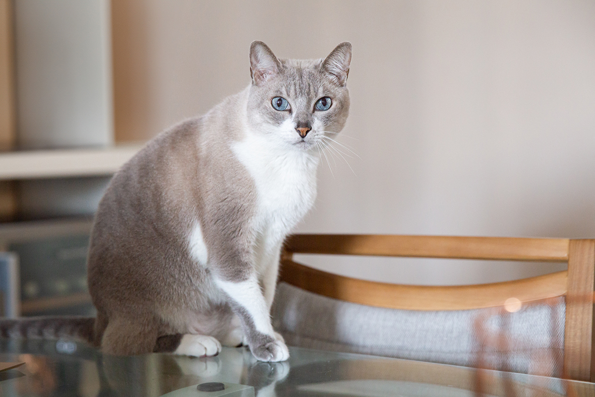 ensaio-fotografico-pet-domicilio-gato-srd-vitoria-espirito-santo