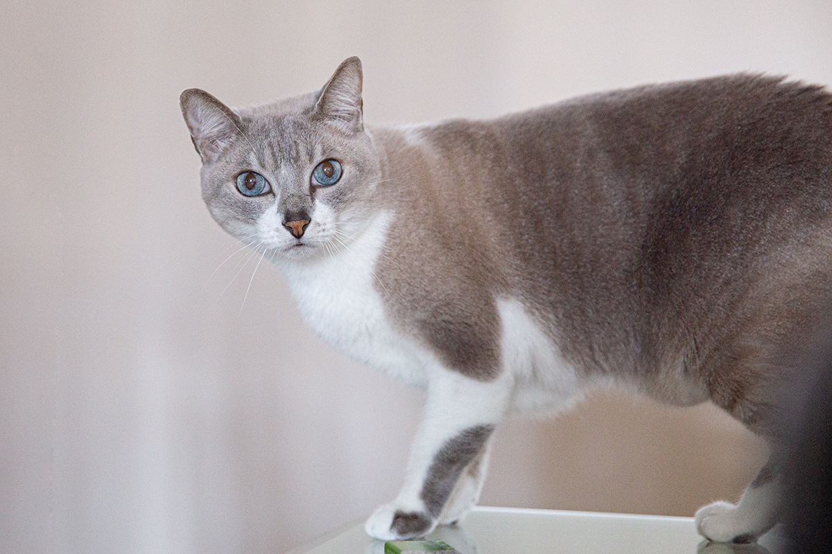 ensaio-fotografico-pet-domicilio-gato-srd-vitoria-espirito-santo