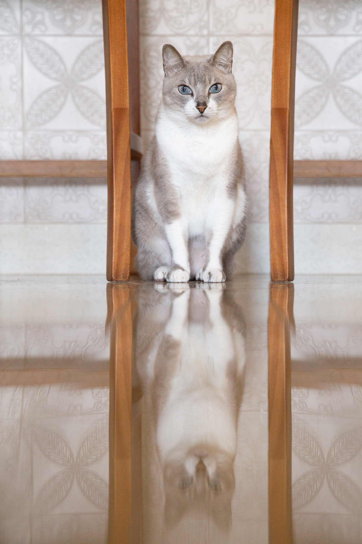 ensaio-fotografico-pet-domicilio-gato-srd-vitoria-espirito-santo