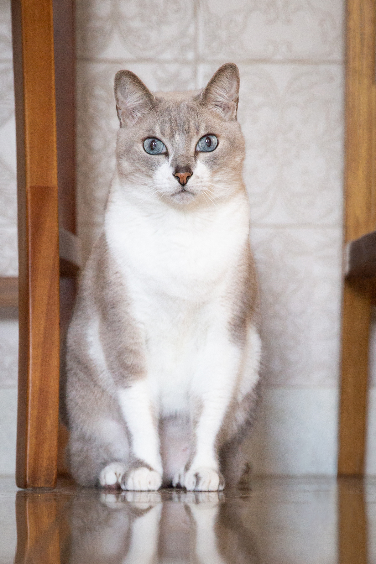 ensaio-fotografico-pet-domicilio-gato-srd-vitoria-espirito-santo