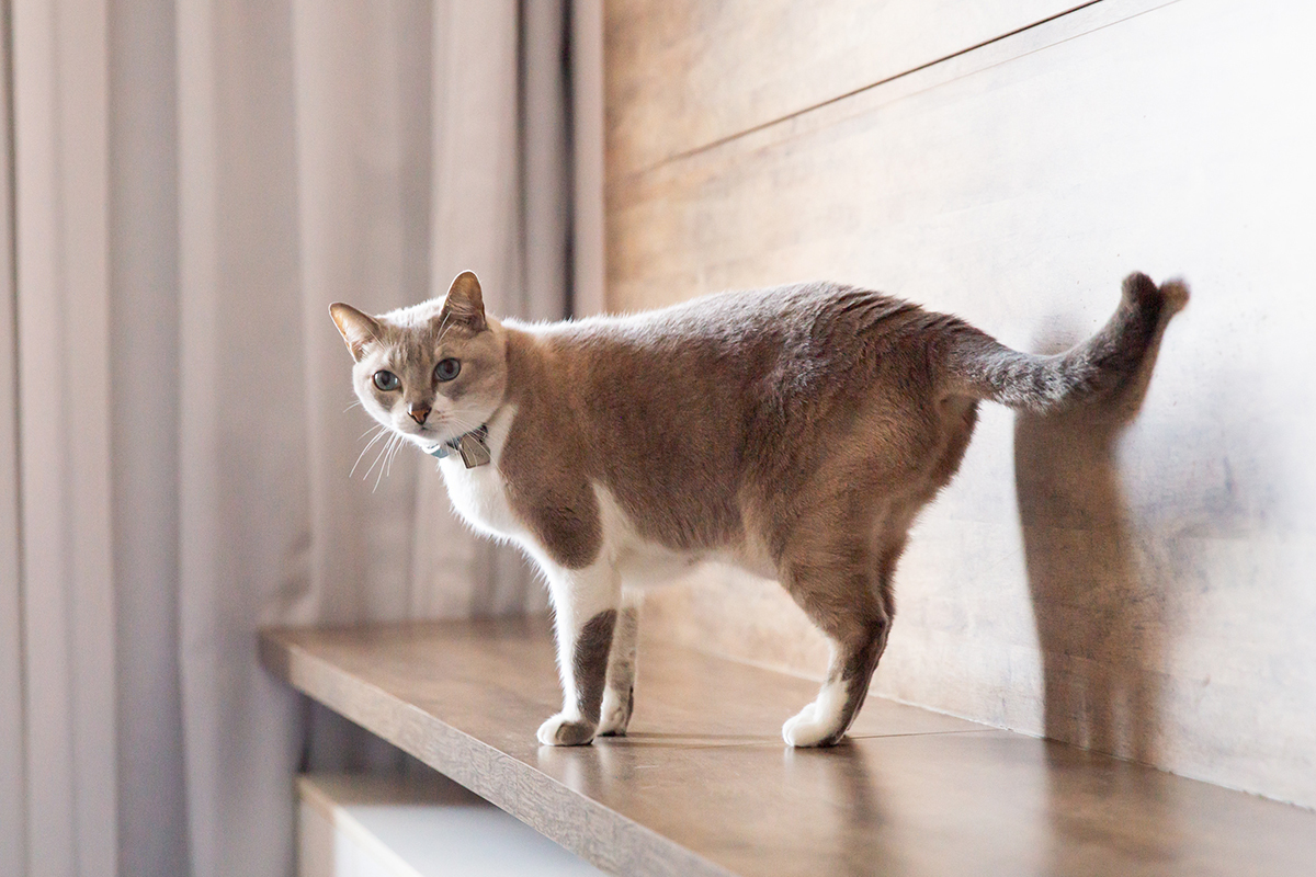 ensaio-fotografico-pet-domicilio-gato-srd-vitoria-espirito-santo