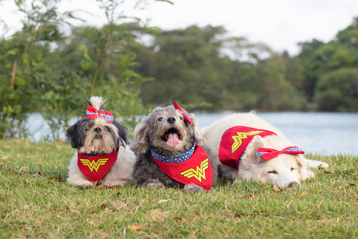 fotografia-pet-familia-shihtzu-poodle-husk-pet-idoso-vitoria-espirito-santo