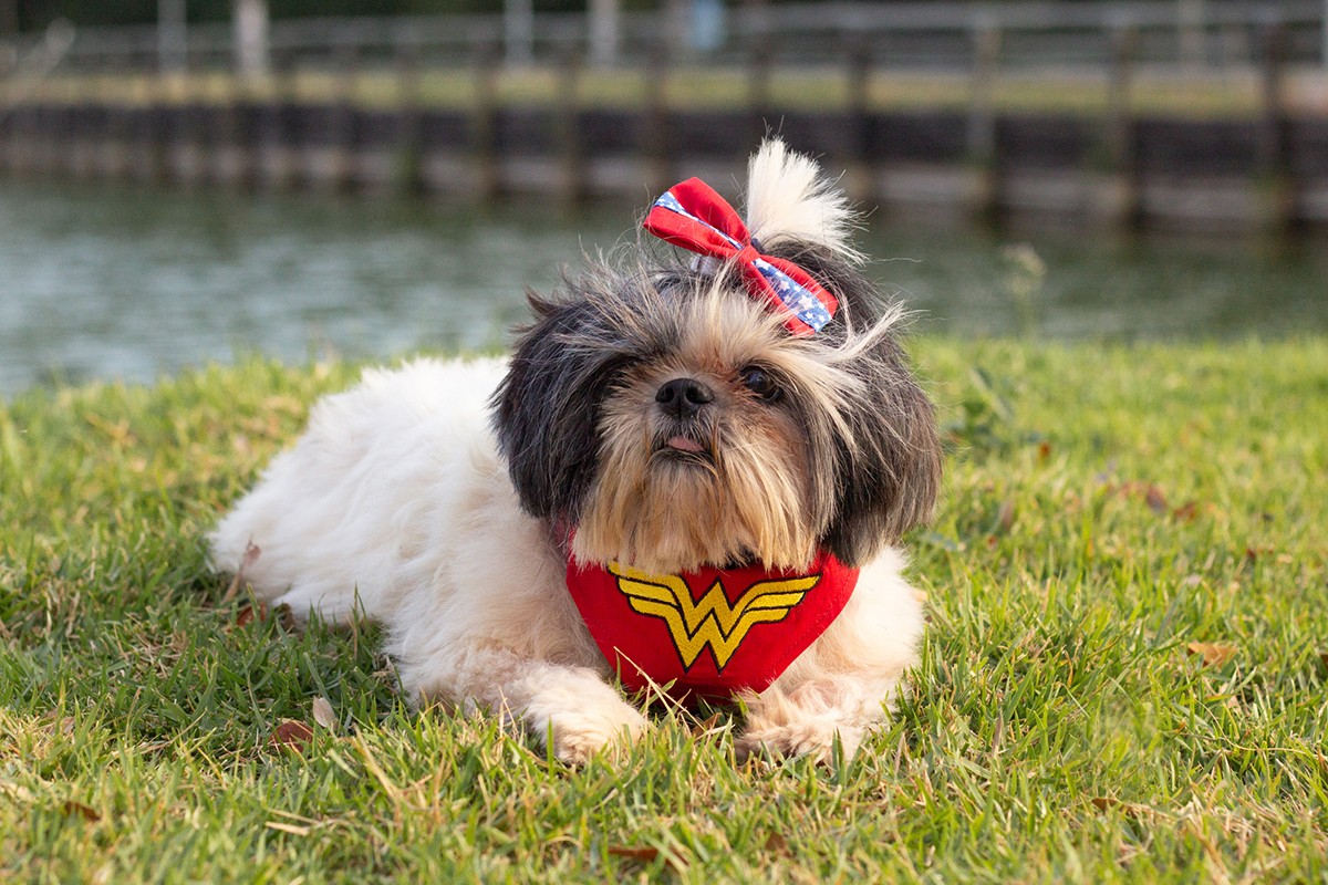 fotografia-pet-familia-shihtzu-poodle-husk-pet-idoso-vitoria-espirito-santo