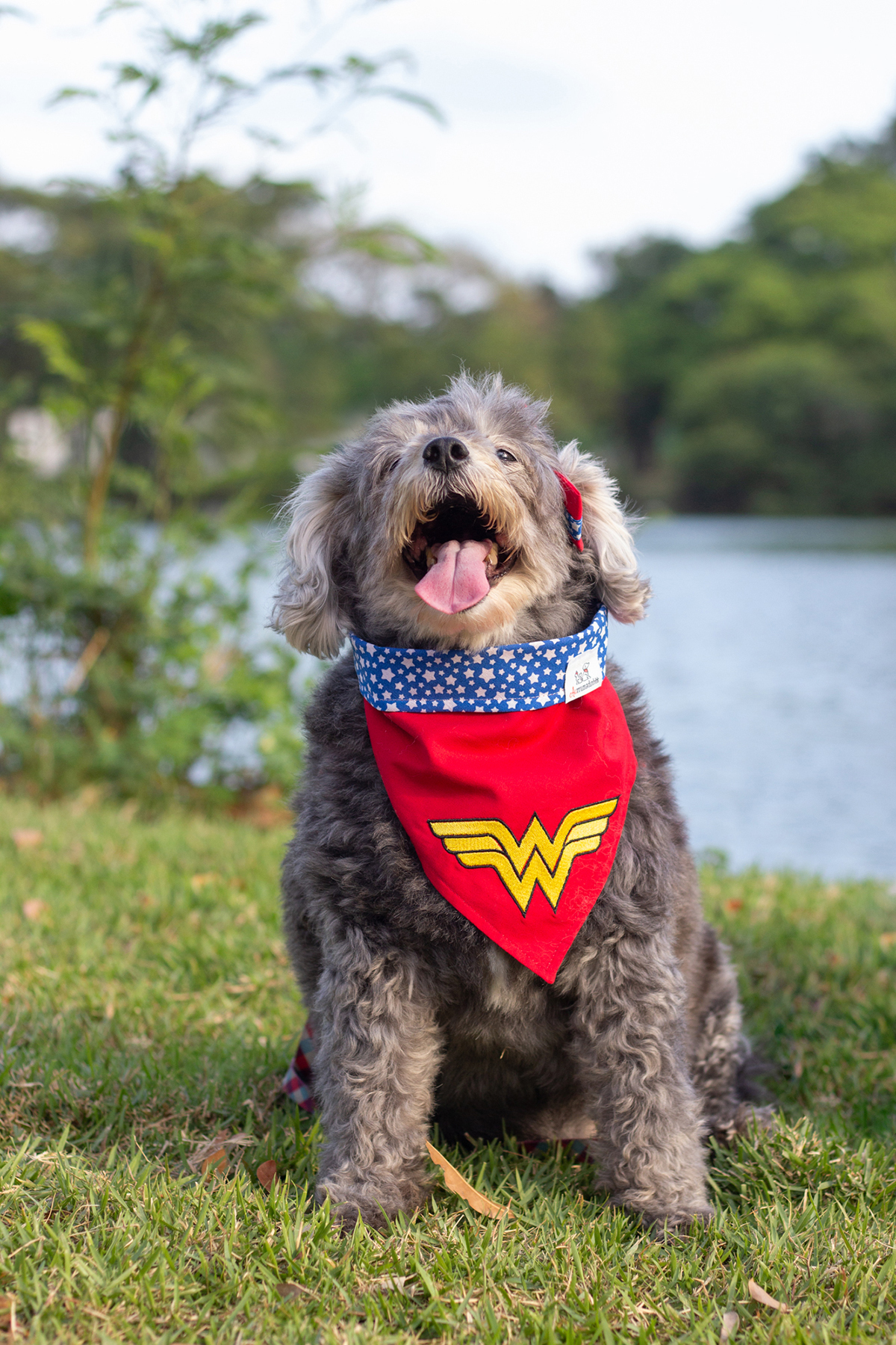 fotografia-pet-familia-shihtzu-poodle-husk-pet-idoso-vitoria-espirito-santo
