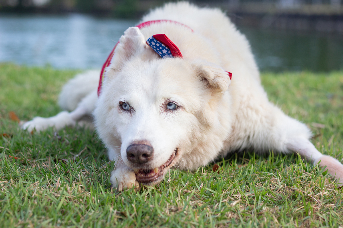 fotografia-pet-familia-shihtzu-poodle-husk-pet-idoso-vitoria-espirito-santo