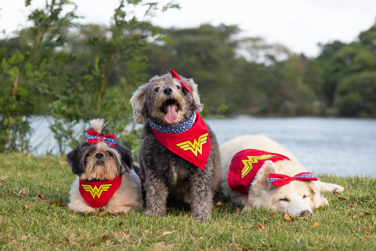 fotografia-pet-familia-shihtzu-poodle-husk-pet-idoso-vitoria-espirito-santo