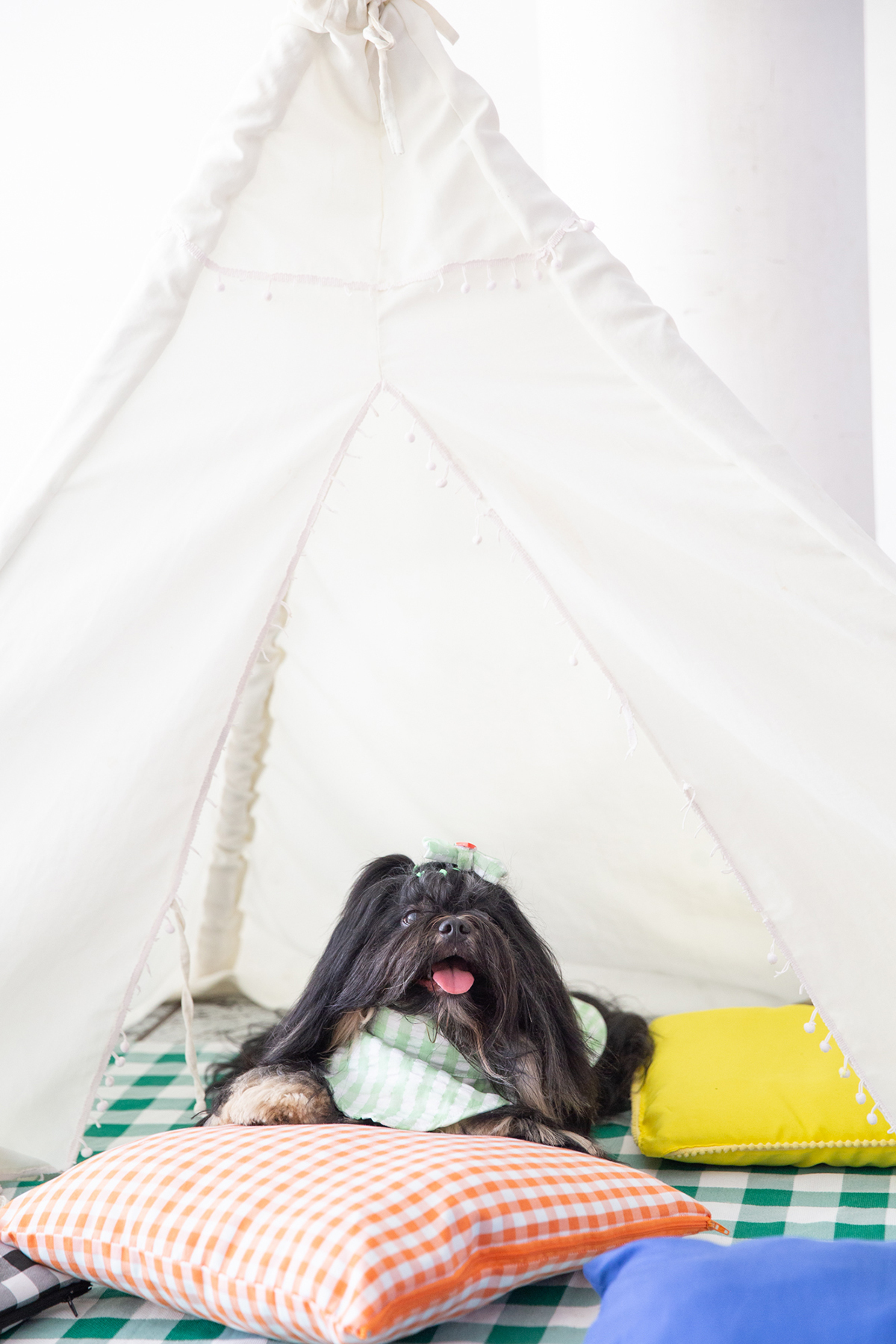 fotografia-ensaio-pet-aniversario-decoracao-picninc-vila-velha 