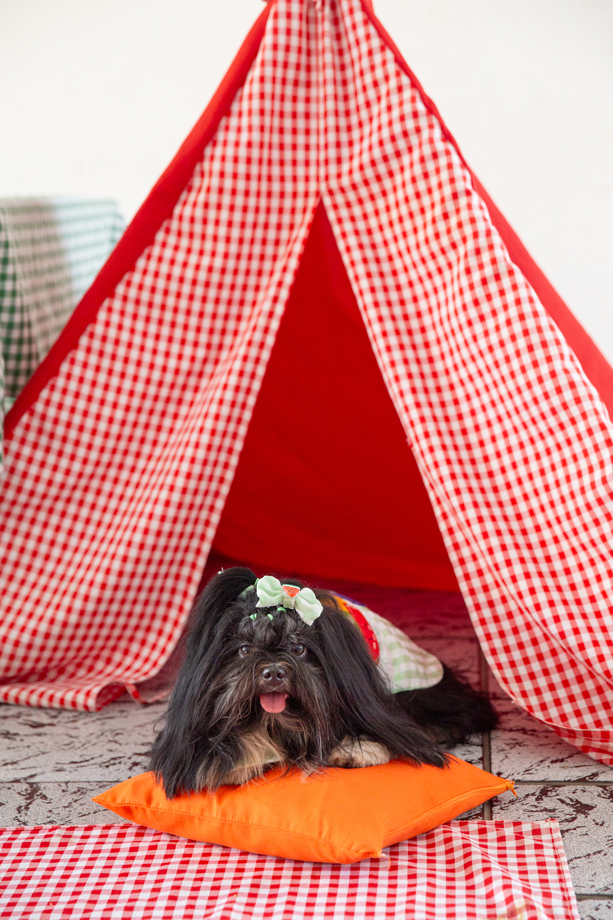 fotografia-ensaio-pet-aniversario-decoracao-picninc-vila-velha 